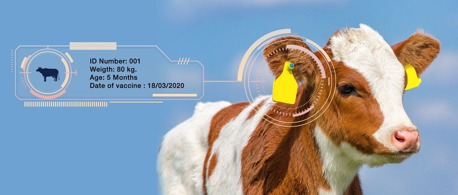 Animal Tag (RFID technology)