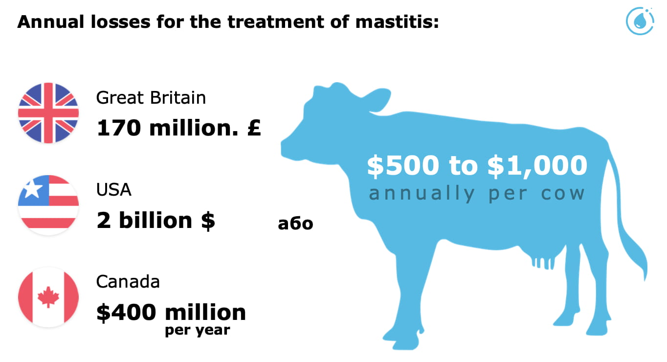 Money losses for the treatment of cow mastitis
